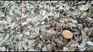 Чёрное море, горы, грибы, лето 2021