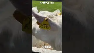 Агротуризм