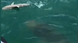 Watch 500-pound goliath grouper swallow shark in one gulp