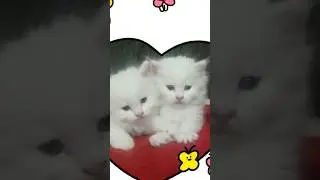 #babycat