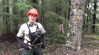 Firewood Cutting on the Mt. Hood National Forest