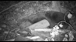 Я сплю. Иди поиграй с котом!  🐻💤 I'm sleeping. Go play with the cat! 🐻💤