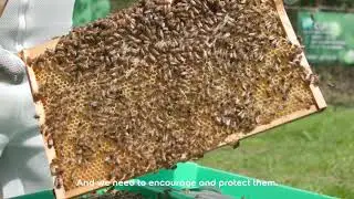World Bee Day
