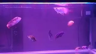 Female Angel fishes are laying eggs after laying female Angel fishes are taking care of her eggs