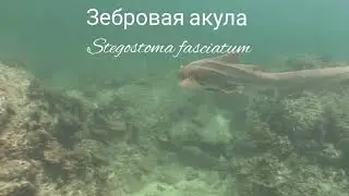 Зебровая акула