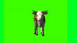 Cow Front Walk And Running Green Screen