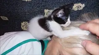 МИКА ШПАНА .