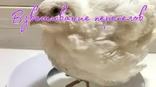 СКОЛЬКО ВЕСИТ ПЕРЕПЕЛКА / СКОЛЬКО ВЕСЯТ ПТЕНЦЫ ПЕРЕПЕЛА / ВЕС ЯИЦ ПЕРЕПЕЛА