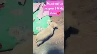 #mila #dog #my #reels #животные #собака