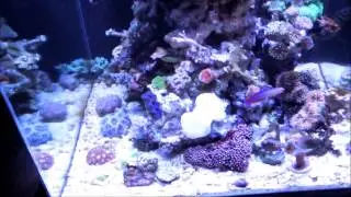 Coral Reef Aquarium