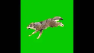Mentahan Green Screen Serigala Lari ❗