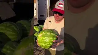 Типичный выбор арбуза | Typical selection of watermelon