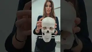 Learn the cranial sutures #anatomy #anatomyandphysiology #learn #stem #teacher #education #skull