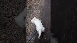 #dog #stig#walking
