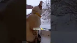 коты