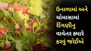 ઉનાળામાં અને ચોમાસામાં ક્યારે રીંગણ નું વાવેતર કરવું જોઈએ