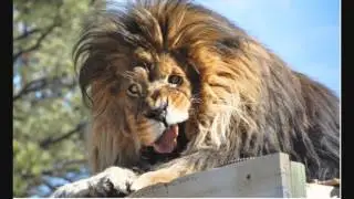 анекдот про накуренную ворону