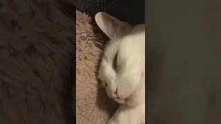 This is a 3 second song 🤯😺