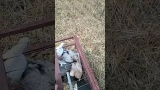 Разминка голубей