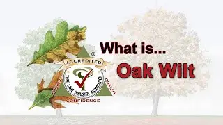 What is Oak Wilt