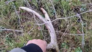 Рог на три отростка.