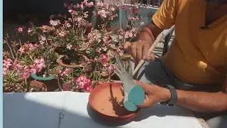 How to Start Transforming Your Adenium into a Bonsai with Radial Roots(see the update)