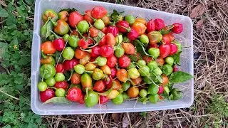 How to Grow MORE Peppers on a Single Plant