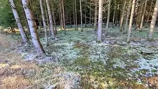 Frosty Forest
