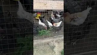 Курочки в Монако #деревня #курица #shorts