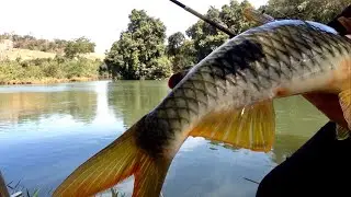 PESCARIA! LUGAR ESPETACULAR, PIAU GIGANTE E UM PEIXE FRITO MARAVILHOSO! PESCARIA NO RIO ITAPEMIRIM.