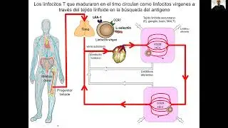 7- Activación y funciones de linfocitos T