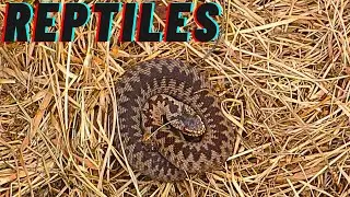 UK Reptiles Adder & slow worms