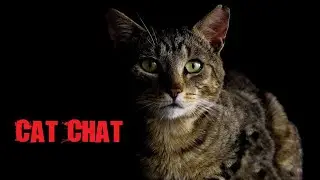 Cat Chat