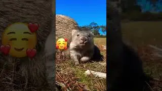 Привет 🥰 #животные #милота #funnyvideos