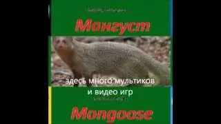 трейлер канала киностудия мангуст