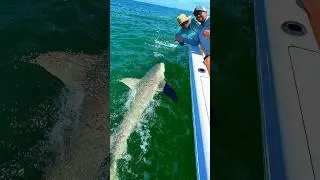 This is CRAZY 😅🦈 full video on@LandedFishing  #Fishing #shark #ocean #reels #reelsinstagram #usa
