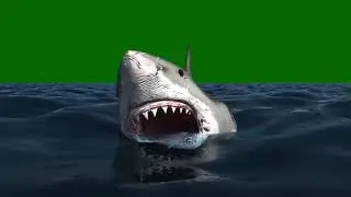 Shark Green Screen swimming in sea.