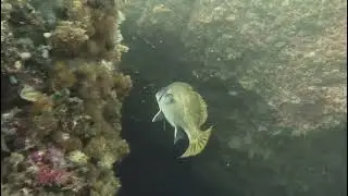 Buceando en el Bajo de Dentro, Cabo de Palos, Abril de 2024