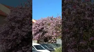 В Израиле зацвела баухиния