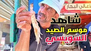 جولة باكبر واقوي 🐟 حلقة سمك بشارع الغلابة بعد انطلاق موسم الصيد بالسويس