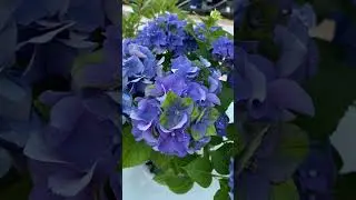 Гортензия Леди Мата Хари. Цветение. Продажа саженцев
