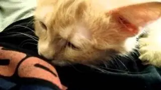 лечебный массаж от котенка