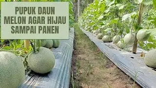PUPUK DAUN UNTUK MELON DARI AWAL TANAM SAMPAI PANEN