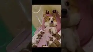 Thats my dig. Not a pig 🐷 #shorts #viral #funny #funnyvideo