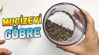 Muz Kabuğundan Gübre Yapımı