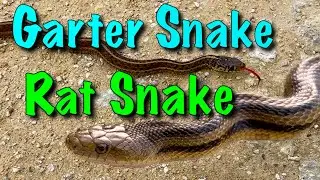 Garter Snake or Rat Snake?  END the CONFUSION! (in under 4 minutes)