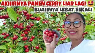 CHERRY HARVEST ON THE ROAD SIDE, SO SWEET IT'S UNBELIEVABLE!