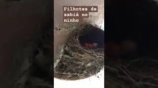 Ninho de sabiá com filhotes