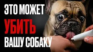 Если собака лижет вас ВОТ ТАК — не игнорируйте, это может стоить ей жизни