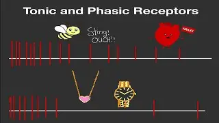 Physiology: Tonic and Phasic Receptors (Made Easy!)